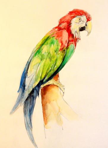 Papagei (colorierte Zeichnung) HOPP´s MAL Kunstschule