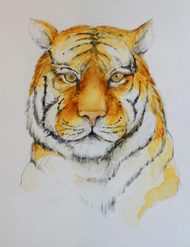 Tiger (colorierte Zeichnung) HOPP´s MAL Kunstschule